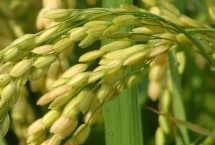 金穗源5號水稻栽培技術要點，在適應區(qū)播種期4月12日