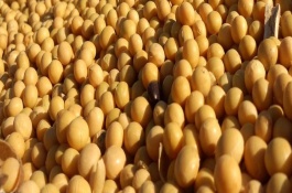 連池豆5號大豆栽培技術要點，該品種亞有限結莢習性