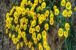 野菊花的保存方法，花瓣數(shù)量較多且顏色為嫩黃色