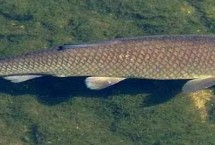 淡水野生小魚品種，大部分均為淡水魚