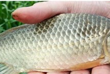 鯽魚打窩用什么餌料，一般可飼喂動物性飼料