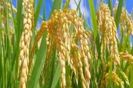 川江優(yōu)2號水稻栽培技術(shù)要點，全生育期為152.5天