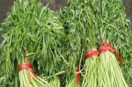 藜蒿大棚怎么種植，保存期大概在3-7天