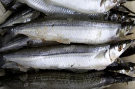 帶魚的生活習(xí)性，在我國沿海地區(qū)均有分布