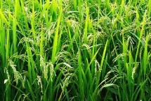 花育1號水稻栽培技術要點，香稻品種