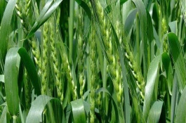 皖墾麥869小麥栽培技術(shù)要點(diǎn)，比對照品種低8厘米