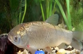 草魚是不是淡水魚，屬于典型的淡水魚類