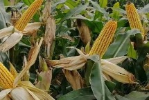 ZL217玉米栽培技術(shù)要點(diǎn)，密度4200株/畝左右