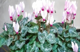 仙客來冬季花期幾天澆水一次，將其轉(zhuǎn)移到室內(nèi)進(jìn)行養(yǎng)護(hù)為佳