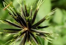 鬼針草靠什么傳播種子，廣泛分布在亞熱帶地區(qū)