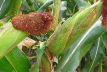 誠玉118玉米栽培技術(shù)要點(diǎn)，注意防治病蟲害
