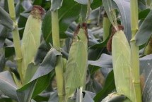松玉602玉米栽培技術(shù)要點，中抗穗腐病