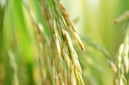 寧粳4號水稻栽培技術(shù)要點(diǎn)，該品種屬粳型常規(guī)水稻