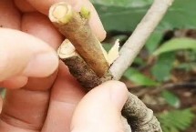 枇杷樹幾年可以掛果，春秋季的晴天嫁接為宜