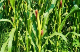 沈爆6號(hào)玉米栽培技術(shù)要點(diǎn)，高抗絲黑穗病