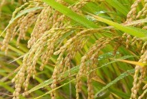 望兩優(yōu)851水稻栽培技術(shù)要點，每畝有效穗數(shù)15.4萬穗