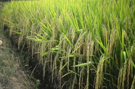 C兩優(yōu)755水稻栽培技術(shù)要點，湘北提早2～3天播種