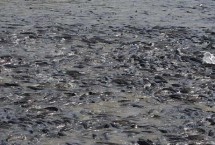 黑魚的生活習(xí)性，魚種長成后才能放入混養(yǎng)塘