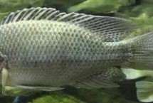 福壽魚養(yǎng)殖注意事項，就是羅非魚