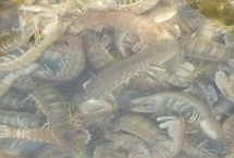 皮皮蝦養(yǎng)殖溫度和鹽度，平時要均勻投喂并保持水質(zhì)