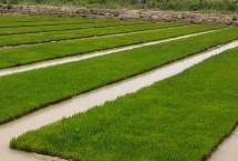 富糯6號水稻栽培技術(shù)要點(diǎn)，全生育期140.9天