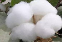 國欣棉34棉花栽培技術(shù)要點，轉(zhuǎn)基因抗蟲雜交棉品種