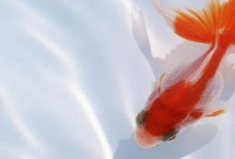 金魚頭瘤破的原因，一般是魚群互斗導致的
