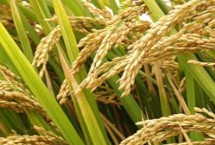德優(yōu)651水稻栽培技術(shù)要點，綜合防治病蟲害