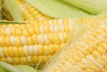 作物種類，夏播生育期為101天