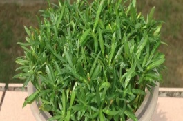 水培羅漢松怎么養(yǎng)護(hù)，需定期向容器中添加營(yíng)養(yǎng)液