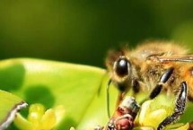 完全變態(tài)發(fā)育昆蟲，屬典型的有益昆蟲