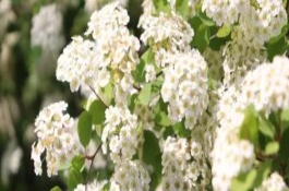繡線(xiàn)菊的品種介紹，常見(jiàn)的有金山繡線(xiàn)菊、日本繡線(xiàn)菊等