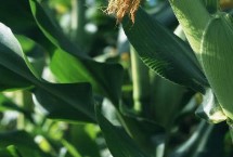 中科東玉928玉米栽培技術(shù)要點(diǎn)，中抗莖腐病