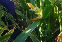 遼作1號玉米的特性，平均生育期131天