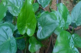 促進(jìn)滴水觀音生長(zhǎng)的方法，在生長(zhǎng)期施氮磷鉀復(fù)合肥最為合適