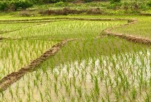 嘉香糯1號水稻栽培技術要點，每畝有效穗數(shù)17.7萬