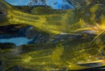 黃顙魚苗如何培育，長(zhǎng)江中下游的河流湖泊中較多