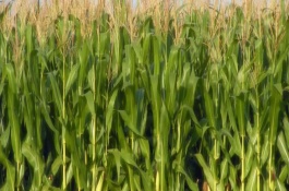 偉育139玉米栽培技術(shù)要點，密度4500株/畝左右