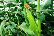 葫玉998玉米栽培技術(shù)要點，中抗穗腐病