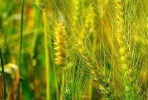 泛麥65小麥栽培技術(shù)要點，每畝適宜基本苗16萬—20萬
