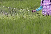 氯青菊脂能在家里噴嗎，藥效時間長不適合在家噴