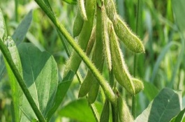 韓豆1號(hào)大豆栽培技術(shù)要點(diǎn)，屬中熟品種