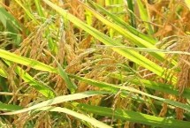 內(nèi)10優(yōu)579水稻栽培技術(shù)要點，該品種株型適中