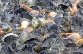 中國哪里的淡水魚產(chǎn)量最大，第一大省為湖北省