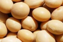 遠(yuǎn)育891大豆栽培技術(shù)要點(diǎn)，全生育期105天左右