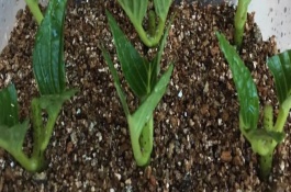 繡球花插在水中能不能存活，在春季4到6月進(jìn)行為佳