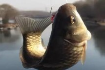 釣鯽魚多少度合適，15-25℃為佳