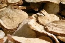 白術(shù)管理用什么農(nóng)藥，幼苗出土后要及時除草翻耕