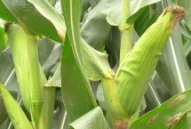 金博士908玉米栽培技術(shù)要點，畝種植密度6500株