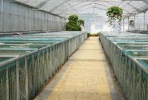 黃鱔怎么養(yǎng)殖，每隔5-7天要換1次水